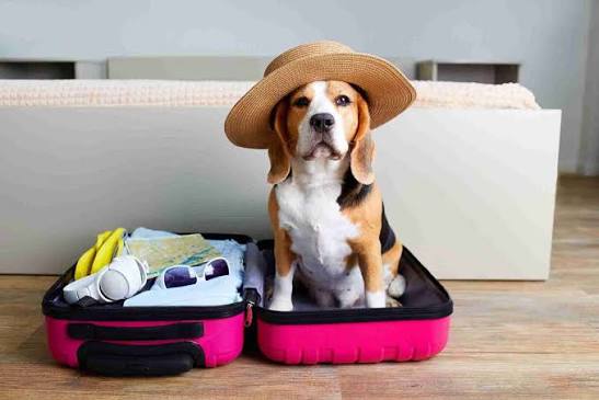 Traveling With Pets: A Practical Plan for a Smoother Trip